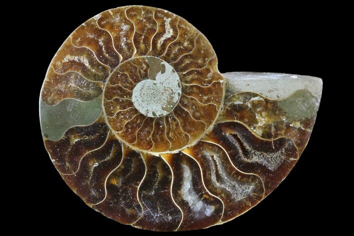 Agatized Ammonite Fossil (Half) - Madagascar #83870